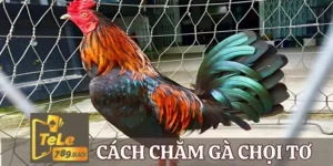 cach-cham-ga-choi-to