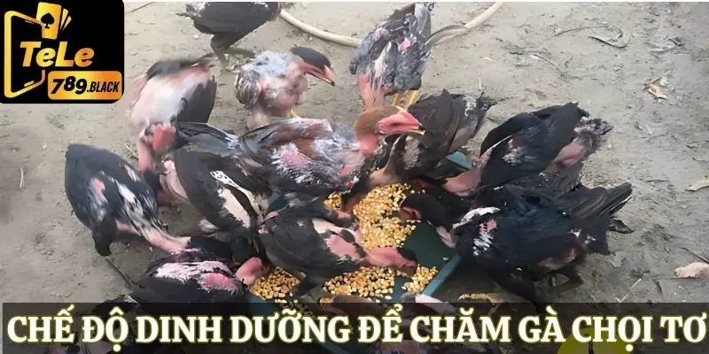 Cách chăm sóc gà chọi tơ về vấn đề dinh dưỡng