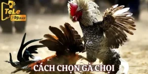 cach-chon-ga-choi