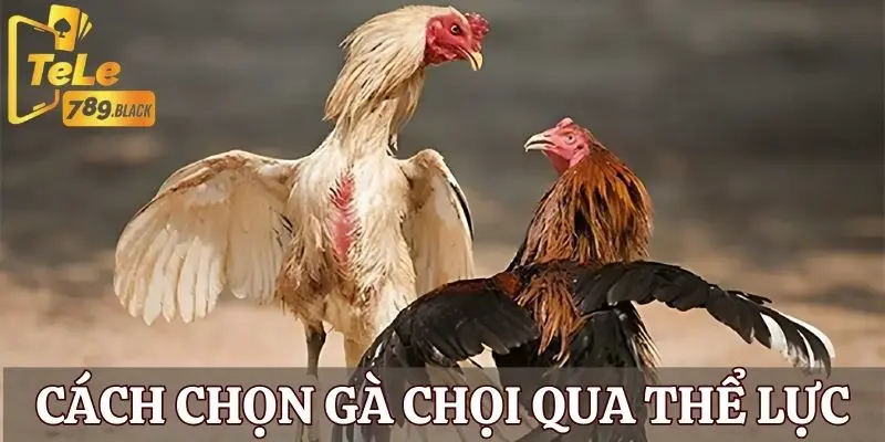 Cách chọn gà chọi đẹp thông qua sức khỏe