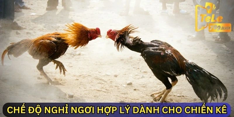 Chế độ nghỉ ngơi hợp lý dành cho chiến kê