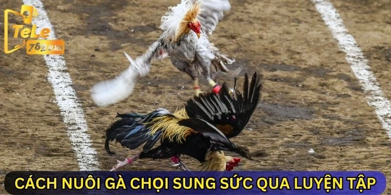 Cách nuôi gà chọi sung sức qua luyện tập