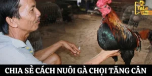 cach nuoi ga choi tang can