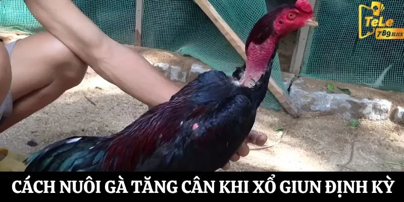 Đảm bảo sức khỏe cân nặng khi tẩy giun cho gà 