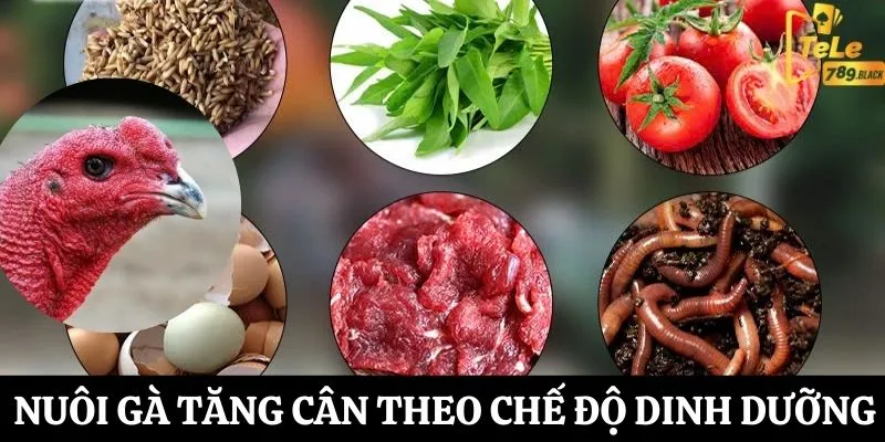 Nuôi gà tăng cân với khẩu phần khoa học