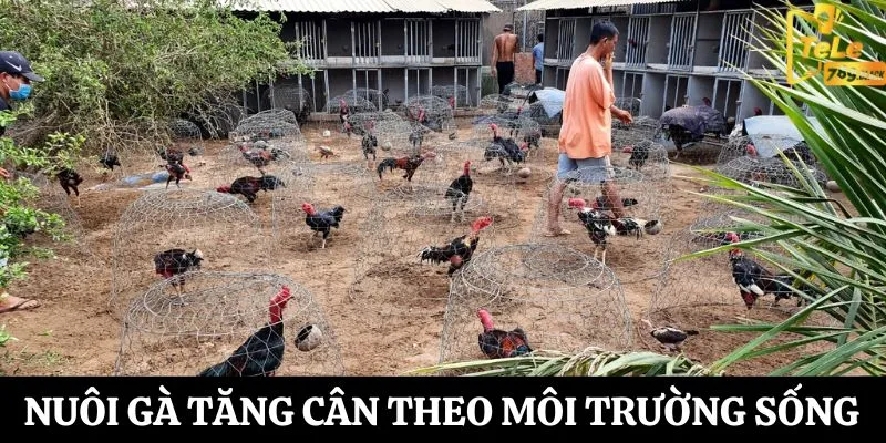 Cách nuôi gà chọi tăng cân trong môi trường sống tốt 