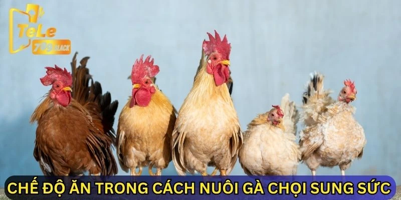 Chế độ ăn trong cách nuôi gà chọi sung sức 