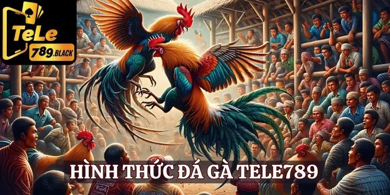 Hình thức thi đấu gà chọi được yêu thích tại đá gà Tele789