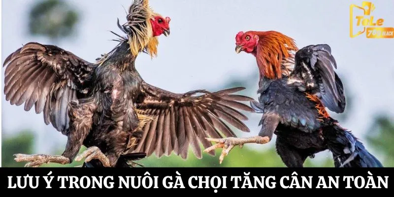 Lưu ý khi nuôi gà chọi tăng cân hiệu quả 