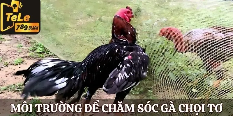 Cách chăm sóc gà chọi tơ hiệu quả cần môi trường phù hợp